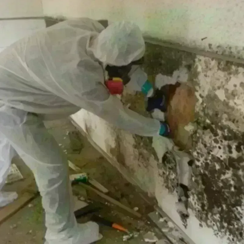 Mold Remediation and Removal in Newton County, MO